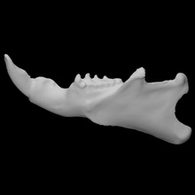 canoso marmota muestra 03 adulto masculino escanear anatomía animal hueso cara dientes salvaje mandíbula 3d print model - Mito3D