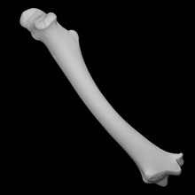 colombiano black tailed ciervo muestra 06 escanear anatomía animal cuerpo hueso esqueleto salvaje 3d print model - Mito3D