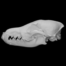 çakal örnek erkek taramak anatomi hayvan kemik köpek baş kafatası diş vahşi 3d print model - Mito3D