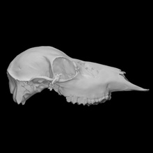 europeo barbecho ciervo muestra 01 adulto hembra escanear anatomía animal cabeza cráneo dientes salvaje querido bohe 3d print model - Mito3D