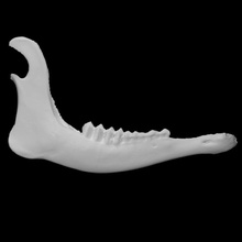 european fallow deer specimen 02 adult female scan anatomy animal bone face teeth wild jaw 3d print model - Mito3D