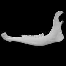european fallow deer specimen 03 adult female scan anatomy animal bone face teeth wild jaw 3d print model - Mito3D