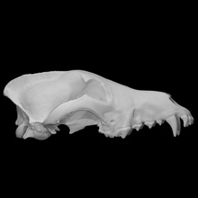 gri Kurt örnek 01 erkek taramak anatomi hayvan baş kafatası diş çene 3d print model - Mito3D