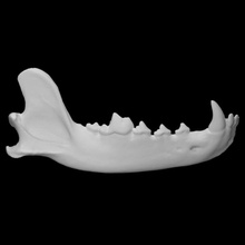 grau Wolf Probe 02 männlich Scan Anatomie Tier Knochen Gesicht Zähne wild Kiefer 3d print model - Mito3D