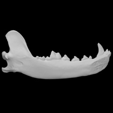 cinzento Lobo espécime 03 masculino Varredura anatomia animal osso cara dentes selvagem mandíbula 3d print model - Mito3D