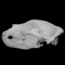 oso pardo cráneo muestra 9 escanear anatomía animal hueso cabeza dientes salvaje mandíbula 3d print model - Mito3D