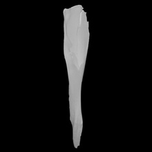 hubbs's beaked whale specimen 01 scan anatomy animal body bone wild marine hubbs 3d print model - Mito3D