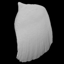 hubbs's beaked whale specimen 03 scan anatomy animal body bone tooth marine hubbs 3d print model - Mito3D