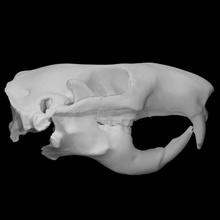 mountain beaver specimen adult female scan anatomy animal bone head skull teeth wild 3d print model - Mito3D