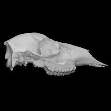 katır geyik örnek 01 kadın taramak hayvan baş kafatası vahşi 3d print model - Mito3D