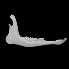 mule deer specimen 02 female scan anatomy animal bone face skull teeth wild jaw 3d print model - Mito3D