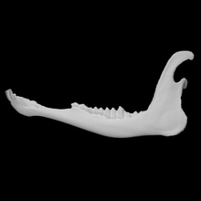 mule deer specimen 03 female scan anatomy animal bone face skull teeth wild jaw 3d print model - Mito3D