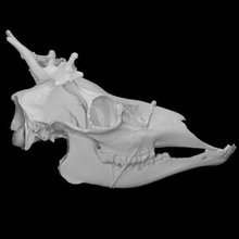 mulo cervo campione maschio scansione anatomia animale osso viso testa cranio selvaggio corna 3d print model - Mito3D