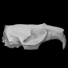 muskrat specimen 01 adult male scan anatomy animal bone head skull teeth wild 3d print model - Mito3D