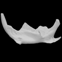 muskrat specimen 02 adult male scan anatomy animal bone wild jaw 3d print model - Mito3D
