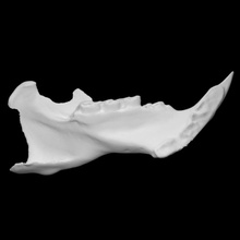 porcupine specimen 03 adult female scan anatomy animal bone skull teeth wild jaw 3d print model - Mito3D