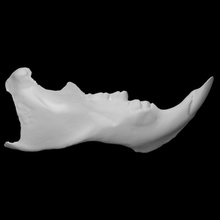 kirpi örnek 02 yetişkin kadın taramak anatomi hayvan kemik diş vahşi çene Rodden 3d print model - Mito3D