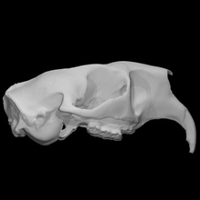 porcupine specimen 01 adult female scan anatomy animal bone face head skull teeth wild rodden 3d print model - Mito3D