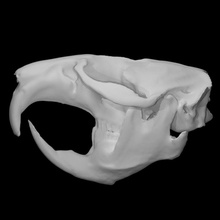 rat musqué spécimen femelle analyse anatomie animal OS tête crâne sauvage ondatra 3d print model - Mito3D