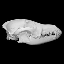 Norte coyote muestra hembra escanear anatomía animal hueso perro cabeza cráneo dientes 3d print model - Mito3D