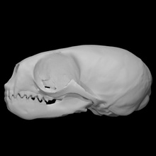 northern fur seal specimen male scan anatomy animal bone head skull teeth wild 3d print model - Mito3D