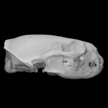 Norte río nutria muestra hembra escanear anatomía animal hueso cabeza dientes salvaje skul 3d print model - Mito3D