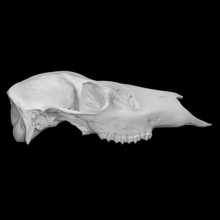 Roosevelt wapiti spécimen 01 immature Masculin analyse anatomie animal OS visage tête crâne dents mâchoire 3d print model - Mito3D