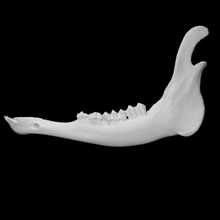 roosevelt elk specimen 03 immature male scan anatomy animal bone deer skull teeth jaw 3d print model - Mito3D