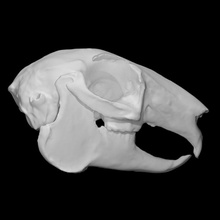 snowshoe hare specimen female scan anatomy animal bone head skull teeth wild jaw 3d print model - Mito3D