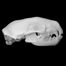 striped skunk specimen female scan anatomy animal bone face head skull teeth wild jaw 3d print model - Mito3D