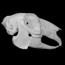 white-tailed jackrabbit specimen female scan anatomy animal bone face head skull teeth wild jaw 3d print model - Mito3D