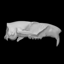 white-tailed jackrabbit specimen female scan anatomy animal bone head skull teeth wild jaw 3d print model - Mito3D