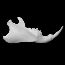 woodchuck specimen 02 adult male scan anatomy animal bone face head teeth wild jaw 3d print model - Mito3D