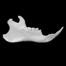 woodchuck specimen 03 adult male scan anatomy animal bone face head teeth jaw 3d print model - Mito3D