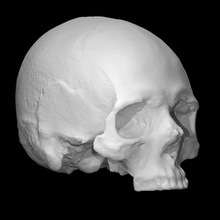 human skull viking age grave scan anatomy bone head human skull teeth viking male grave