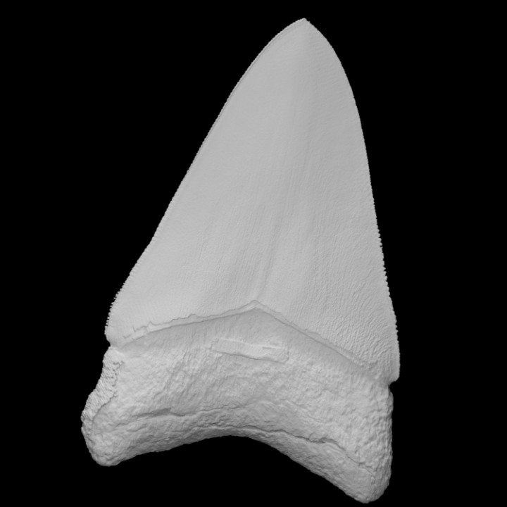 megalodon fósil tiburón diente escanear animal hueso mandíbula marina arqueología extinto 3D print model - Mito3D