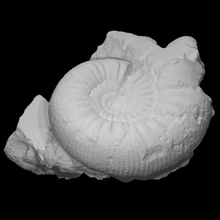 ammonite emileia constricta scan animal shell stone fossil archaeology extinct 3d print model - Mito3D