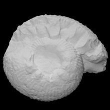 ammonit Zemistephanus Charlottensis taramak hayvan kabuk taş fosil deniz arkeoloji nesli tükenmiş 3d print model - Mito3D