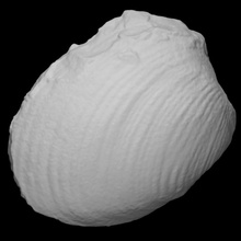 Muschel Pleuromya sp Scan Tier Schale Stein Fossil Marine Archäologie ausgestorben Pleuremya 3d print model - Mito3D