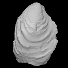 bivalvo retroceramus excelente escanear animal cáscara Roca fósil marina extinto arqueología 3d print model - Mito3D