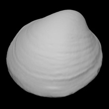 bivalve shell scan animal marine extinct mollusk 3d print model - Mito3D