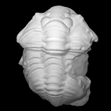 calymène neotuberculata sports analyse animal fossile Marin disparu 3d print model - Mito3D