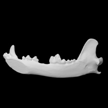 jaw bone scan animal dog skull terrier domestic 3d print model - Mito3D