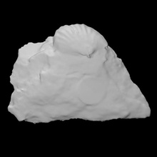 Parastrophonella brenchleyi Scan Tier Fossil ausgestorben 3d print model - Mito3D