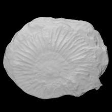 pectinatiti circumligatus scansione animale conchiglia roccia fossile marino 3d print model - Mito3D