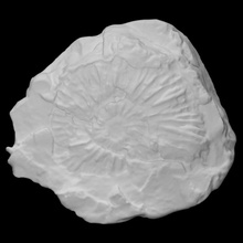 pectinatites strahani scan animal shell rock fossil marine extinct 3d print model - Mito3D