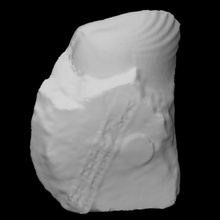 quadratirhynchia Crassimedia schnell Scan Tier Schale Felsen Fossil Marine ausgestorben 3d print model - Mito3D