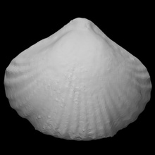 Quadratirhynchia Crassimedia hızlı şekilde taramak hayvan kabuk Kaya fosil deniz nesli tükenmiş yumuşakça 3d print model - Mito3D