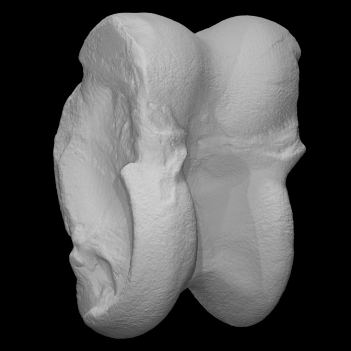 vertebrate bone scan anatomy animal fossil 3D print model - Mito3D