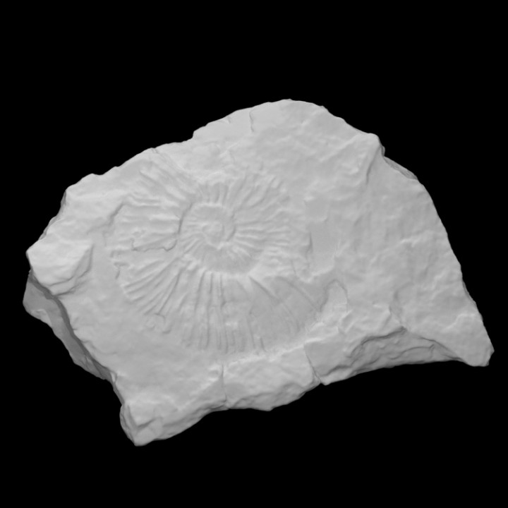 virgatopavlovia fittoni analyse animal coquille Roche fossile Marin disparu 3D print model - Mito3D